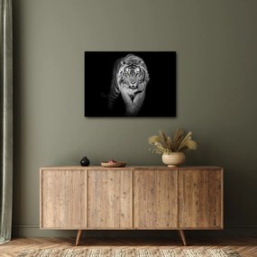 Kép - Sárga szemű tigris (70x50 cm)
