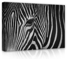 Zebra, vászonkép, 70x50 cm méretben