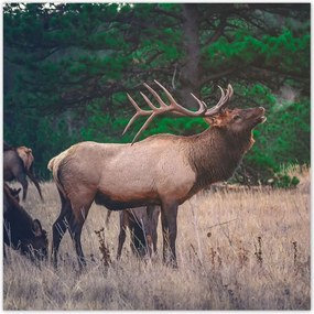 Poszterek 100x100 Szarvas Erdő Tájkép