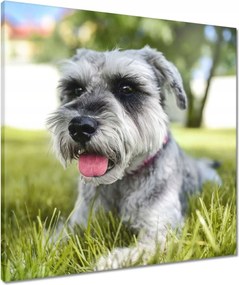 Vászonkép 60x60 Aranyos kutyus Kutya