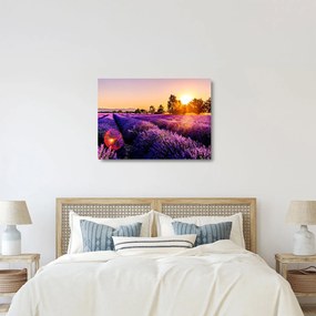 Levandula mező képe (üvegen) (70x50 cm)