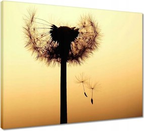 Vászonkép 50x40 Pitypang Virág Virágok