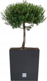 Négyzet alakú virágtartó rattan betét 26x26x26cm antracit