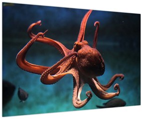 Kép - Octopus (90x60 cm)