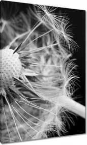 Vászonkép 70x100 Pitypang Virág Virágok