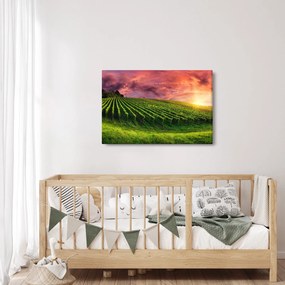 Szőlőskert és a színes égbolt képe (90x60 cm)