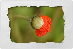 Plakátok 60x40 Mák Pipacsok Virágok