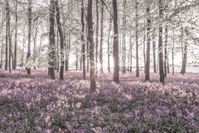 Poszter 91,5x61cm Bluebell erdő tavasszal naplementekor, Assaf Frank