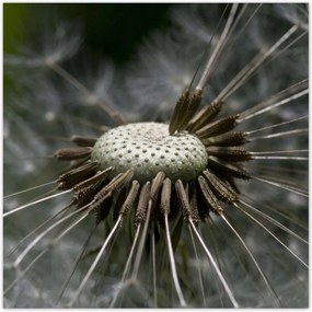 Poszterek 100x100 Pitypang belülről