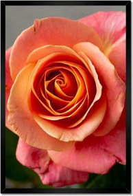 Poszterek keretben 40x60 Rózsa Virág Virágok Rózsa