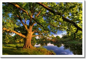 Poszter keretben 60x40 Tölgy a croissant-ban Nyugat