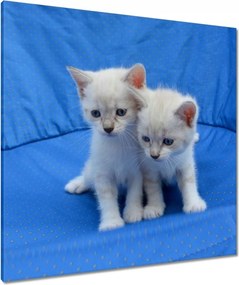 Vászonkép 80x80 Vidám kiscicák Kiscicák