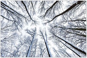 Poszterek 120x80 Fa Fák Kilátás