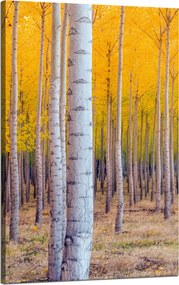 Nyírfa Ősz Sárga levelek vászonkép 50x80 cm