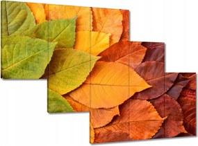 Képek 150x105 Őszi színes levelek Levelek az ősz színeiben