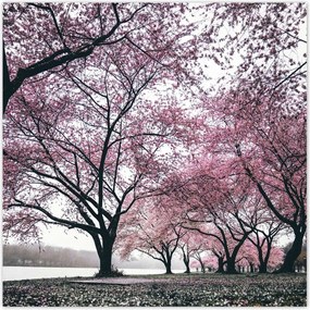 Poszterek 140x140 Fa Fák Kilátás