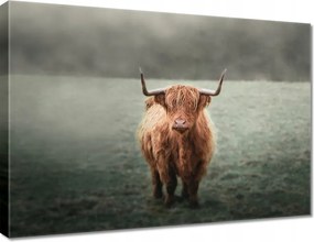 Vászonkép 70x50 Skót szőrös tehén