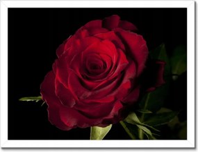Poszter keretben 40x30 Vörös rózsa