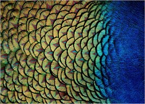 Kép - Pávatollak (70x50 cm)