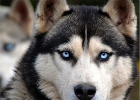 Husky kutya kép (70x50 cm)