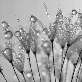 Dekoratív fotótapéta irodába Nedves finomság 250x250