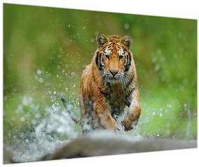 Kép - Futó tigris (90x60 cm)