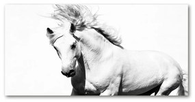 Akrilkép Fehér ló oah-14270832