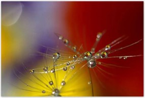 Poszterek 120x80 Pitypang Virág Virágok