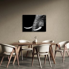 Üveg kép - Elefánt agyar (70x50 cm)