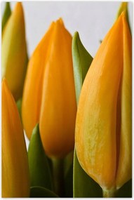 Poszterek 80x120 Sárga tulipánok
