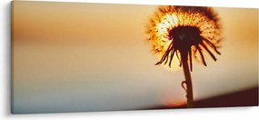 Egy pitypang képe naplementekor (120x50 cm)