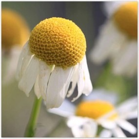 Poszterek 30x30 Kamilla