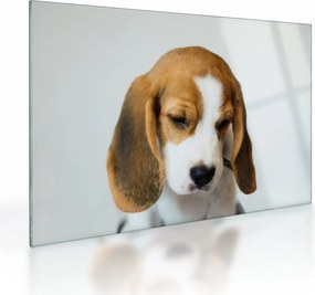 Beagle képe (üvegen) (70x50 cm)