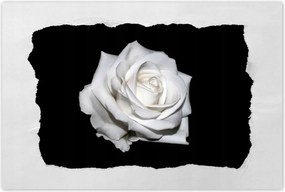 Poszterek 120x80 Rózsa Virág Virágok Rózsa