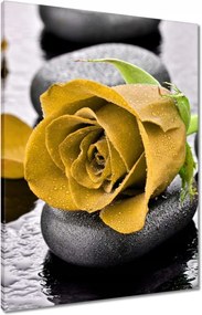 Vászonkép 60x80 Sárga rózsa köveken