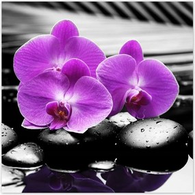 Poszterek 30x30 Lila leanderek