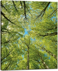 Vászonkép Levelek Fák Zöld Nap Ég 40x50 cm