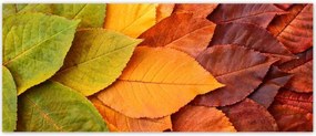 Fotótapéták 250x104 Őszi színes levelek Levelek az ősz színeiben