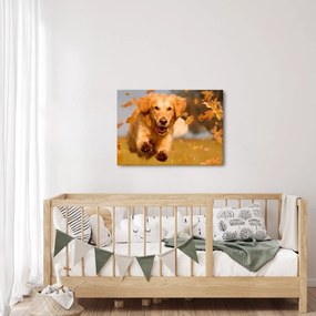 Kép - Golden Retriever (70x50 cm)