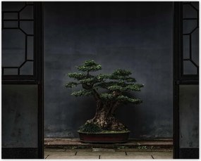 Poszterek 50x40 Bonsai Fa Kultúra