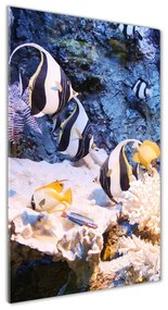 Üvegfotó Korallzátony osv-105919456