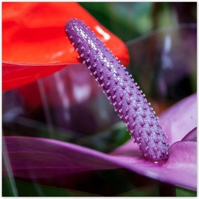 Poszterek 140x140 Lila antúrium