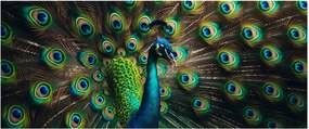 Kép – Pávatoll (120x50 cm)