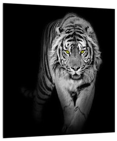 Tigris fekete-fehér kép (30x30 cm)