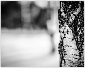 Poszterek 50x40 Nyírfa