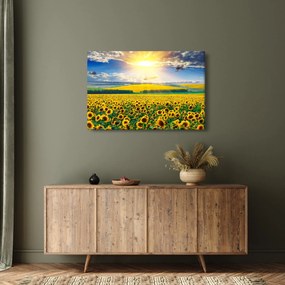 Kép - Napraforgó mező (90x60 cm)