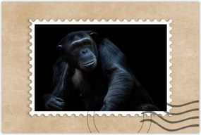 Poszterek 90x60 Egy erős csimpánz portréja