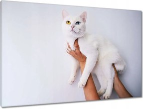 Vászonkép 90x60 Gyönyörű macska Cica