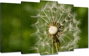 Vászonkép 100x60 Pitypang Virág Virágok