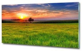 Üvegfotó Sunset meadow osh-44149731